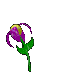 [Animated flower]